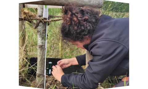 Aurélie from University Ghent carefully installing the dendrometers to follow up the trees
