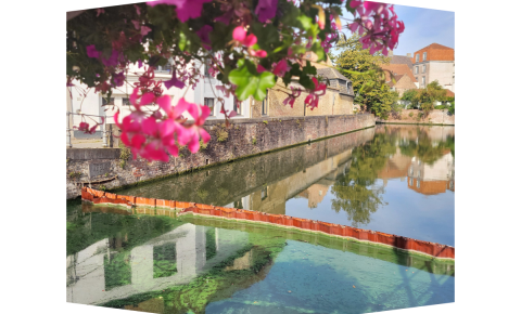 The blue algae plague in Bruges, a toxic algae bloom that not only killed the joy of the city's swimmers but also posed a dangerous threat to animals and biodiversity