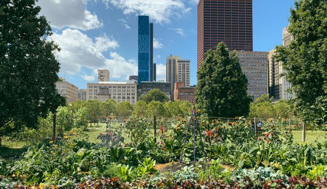 FOOD_Urban garden