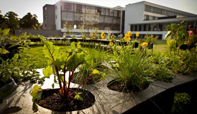 building and plants