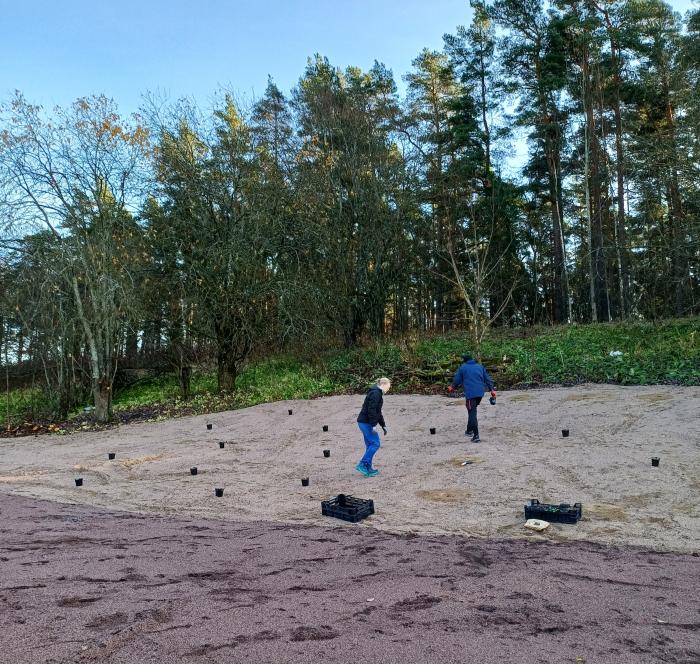 Sowing local plant species