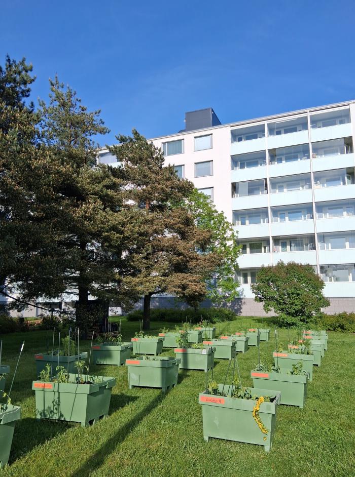 Community gardening in Jyrkkälä
