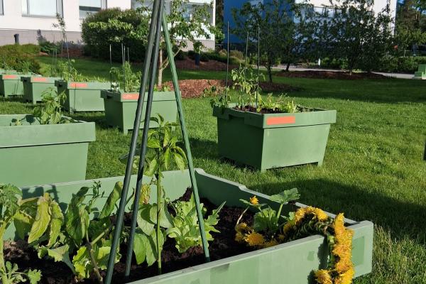Community gardening in Jyrkkälä
