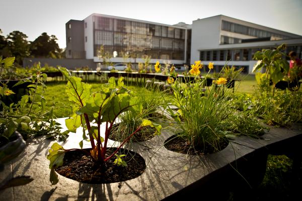 building and plants