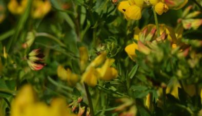 Bird's-foot trefoil_Jenni Mäkinen