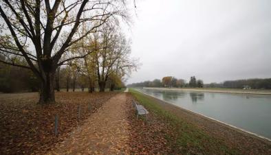 urban forest restauration